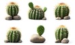 © paper later - Six Diverse Cacti Resting on Rocks Against White Background