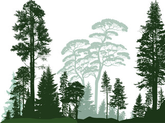 Wall Mural - dark and light green trees in isolated on white forest