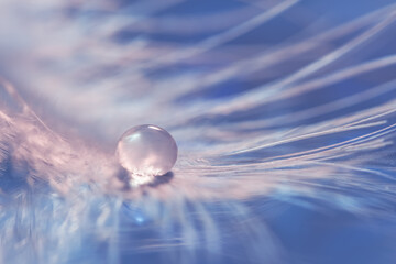 Wall Mural - beautiful abstract macro of a fluffy feather with a drop on a blue background