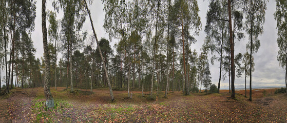 Wall Mural - landscape with follen leaves between birches and pines