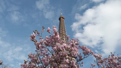 Wall Mural - eiffel tower with pink and white magnolia spring flowers, paris, france