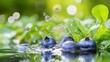© Penatic Studio - Fresh blueberries splashing into clear water amongst green foliage