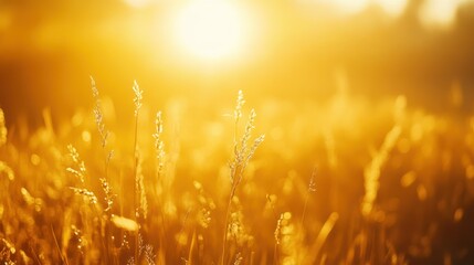 Fototapete - Golden sun illuminates tall grass in a warm and beautiful field