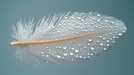 Poster - Close-up of a single white feather covered in water droplets against a muted blue background.