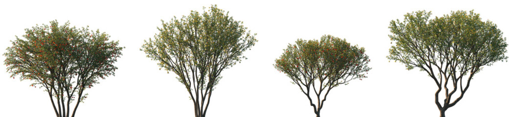 Wall Mural - set of punica granatum (the pomegranate) blossoming frontal street trees isolated png on a transpare