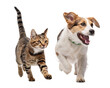 © Googl - Dogs and cats joyfully running together in a playful moment indoors