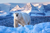 Polar bear, ursus maritimus, and the red rock mountains of Vikinge Bay, Scoresby Sund, Greenland. Front view of an adult female standing on a blue iceberg.