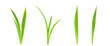 © Peter - Single green grass isolated on white. Green grass blades over a white background. Clipping path. No AI tools