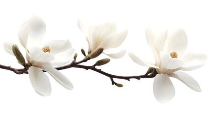 Elegant White Magnolia Blossoms Branch  Spring Flowers  Nature Photography