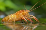 Freshwater crustacean spotted in natural habitat