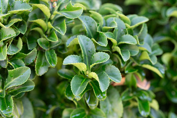 Wall Mural - Fresh green buxus (Buxus sempervirens) leaves. Close-up of evergreen bush boxwood in the nature. Concept: Greenery, natural pattern, nature texture.