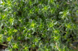 © BarTa - Detail of foliage of aromatic green thyme bush as floral background. Thymus vulgaris faustini L.