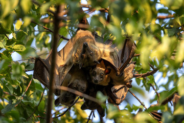 straw coloured fruit bat on tree in uganda. colony of bats during day. group of flying fox on the tr