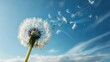 © sponge_Po - Dandelion seeds drifting in the breeze under a clear blue sky