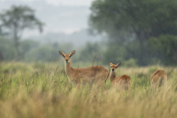 Wall Mural - Kob on the grazing land. Antelope in the Murchison Falls park. Safari in Uganda. African nature.	