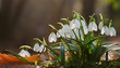© Konstantin Sigaev - Snowdrops emerging from the earth, symbolizing the arrival of early spring and renewal.