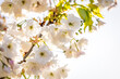 © ArtSvitlyna - White cherry tree flowers blooming in spring