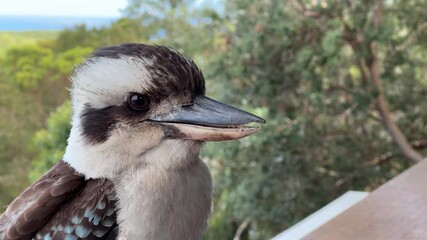 Australian native bird the Kookaburra with a natural background in 4k footage