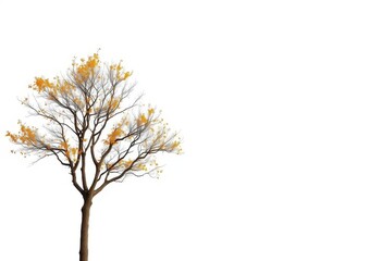 lone deciduous tree, branches reaching skyward, stark white backdrop, element, background