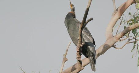 Wall Mural - an australasian darter perching on a branch at the bundaberg botanic gardens in queensland, australia