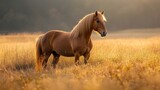 A brown Welsh pony stands still in the twilight, the last rays of sun casting a golden shimmer over the high grass, a tranquil countryside view 