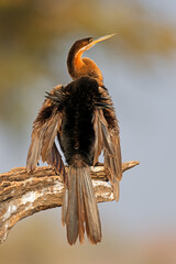 Wall Mural - african darter (anhinga rufa) perched on a branch in natural habitat, chobe national park, botswana.