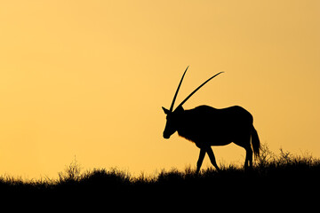 Wall Mural - a gemsbok antelope (oryx gazella) silhouetted against an orange sky, kalahari desert, south africa.