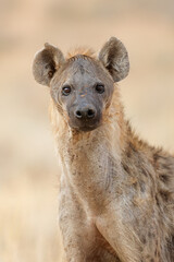 Wall Mural - portrait of an alert spotted hyena (crocuta crocuta), kalahari desert, south africa.