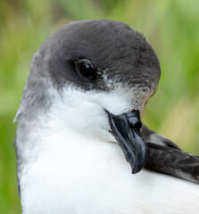 Wall Mural - bermuda petrel, pterodroma cahow