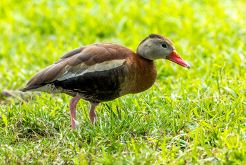 Wall Mural - black-bellied whistling duck, dendrocygna autumnalis