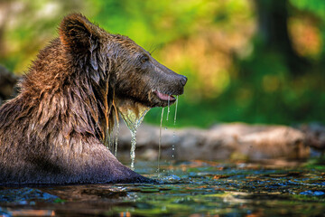 Wall Mural - wild brown bear in the forest river. animal in natural habitat. wildlife scene