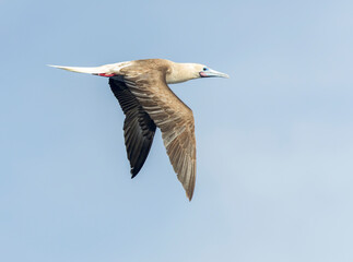 Wall Mural - red-footed booby, sula sula rubripes