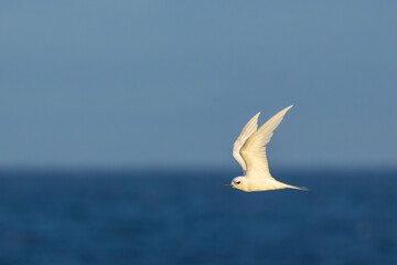Wall Mural - indo-pacific white tern, gygis (alba) candida