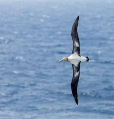 Wall Mural - short-tailed albatross, phoebastria albatrus