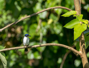 Wall Mural - ultramarine kingfisher, todiramphus leucopygius