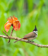 Wall Mural - red-whiskered bulbul, pycnonotus jocosus