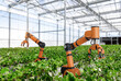 © phonlamaiphoto - Robotic arm and robot assistant harvesting strawberry in indoor farm or glasshouse