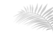 © Olga Tsikarishvili - Realistic shadow from palm leaves isolated on a transparent background with copy space. Tropic concept with coconut leaf shadow. Vector illustration