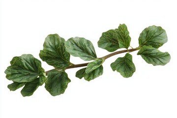 Poster - Serene close up of fresh vibrant green leaves on a delicate branch against pure white backdrop simple composition