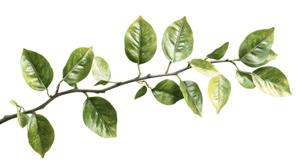 A leafy branch with green leaves. The branch is long and thin