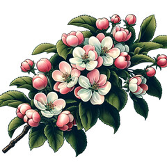 apple tree branch blooming with pink and white flowers