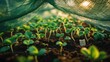 © Seyyar - Strawberry plants thriving beneath a protective net.