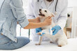 © sofiko14 - Veterinarian applying bandage to a small dog with injured leg while young woman helps. Depicts care, compassion, and pet treatment in a modern veterinary clinic