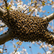 © Stanislav  - swarm of bees on a tree
