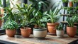 © StockKing - Indoor home garden display featuring various potted plants in ceramic and terracotta pots on a wooden table with green foliage in the background.