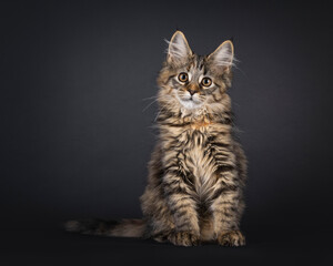 Poster - Impressive tortie Maine Coon cat kitten, sitting up facing front. Looking towards camera with cute head tilt. Isolated on a black background.