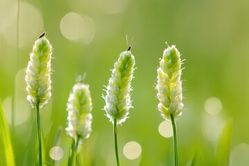 Wall Mural - Delicate green grass blades, soft focus background, fresh growth in nature, perfect for organic themes or calming designs
