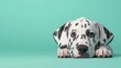 © Nicolas - Realistic 1monthold Dalmatian puppy lying down with one ear folded, unique spots, green screen film capture for VFX