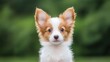 © Nicolas - Realistic 1monthold Papillon puppy with large butterflylike ears, delicate and playful, highquality film against a green background