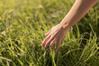 © kegfire - A hand lightly touches vibrant green grass, conveying a sense of peace and connection with nature in a sunlit field.